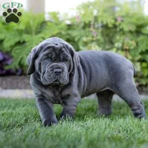 Ivy, Cane Corso Puppy